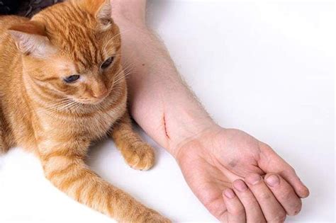 kedi tırmalaması kuduz aşısı gerektirir mı
